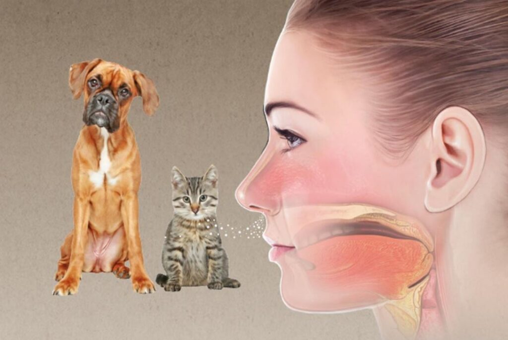 allergia ai peli di cani e gatti